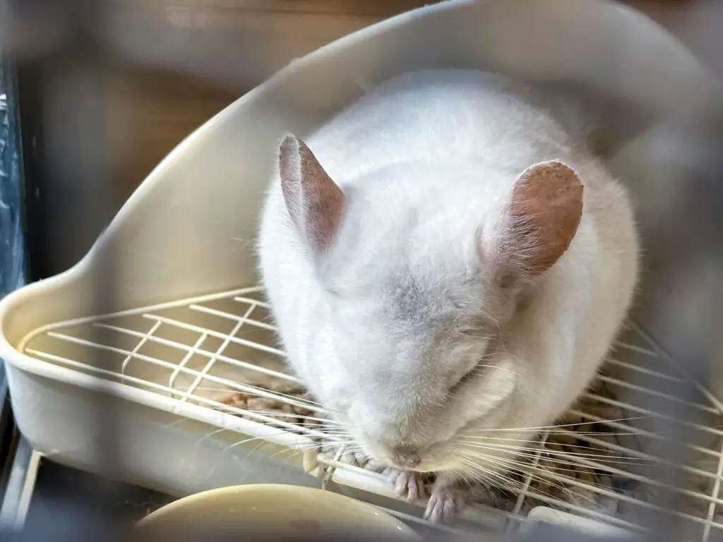 Mice’s Jaw-Dropping Instinct to Save Buddies from the Brink – Nature’s Paramedics?