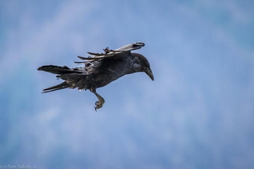 The Quantum Spies: How Birds Use Physics That Einstein Called ‘Spooky’