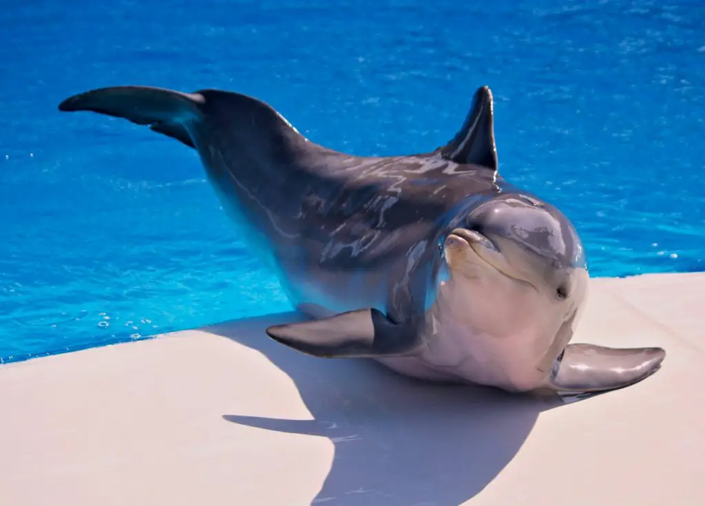 The Mirror Test Results: 23 Animals That Actually Recognize Themselves