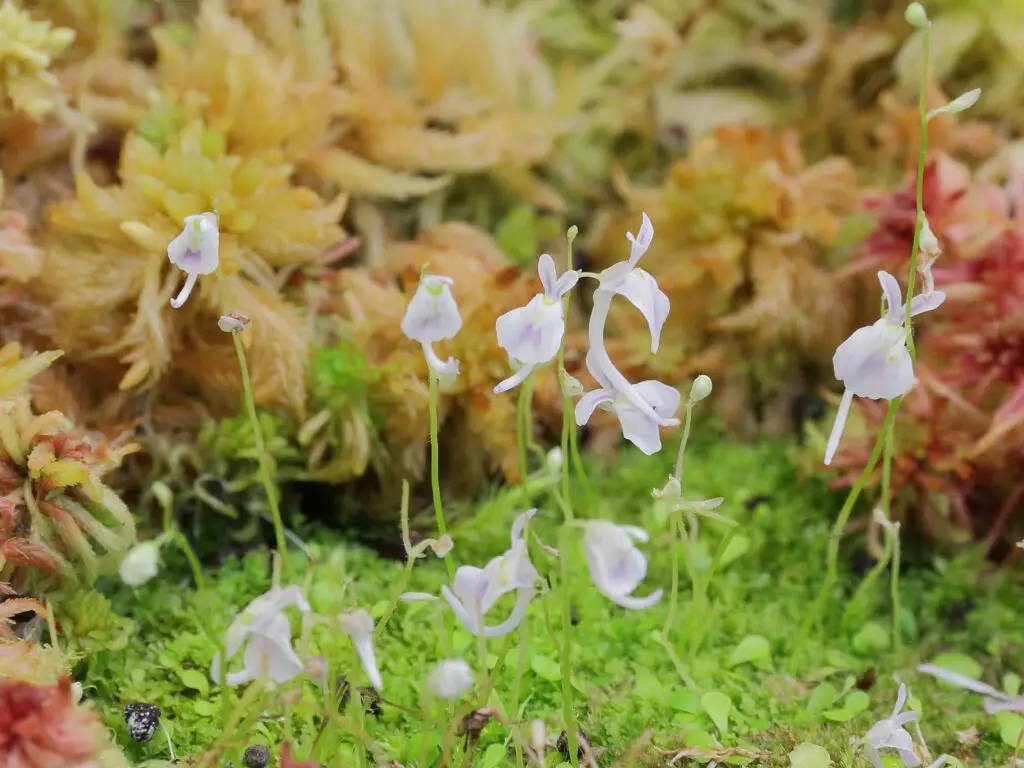 The Shapeshifters: Plants That Become Invisible to Survive