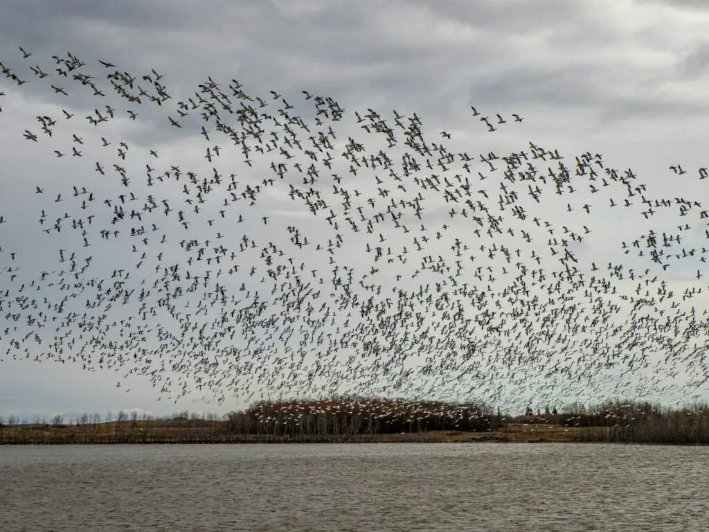 I Followed Migrating Birds for 3 Years: 24 Mind-Blowing Navigation Secrets They Use