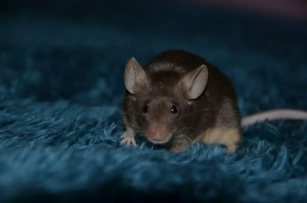 Do Mice Have Hearts of Gold? Studies Show They Can Be “Good Samaritans”