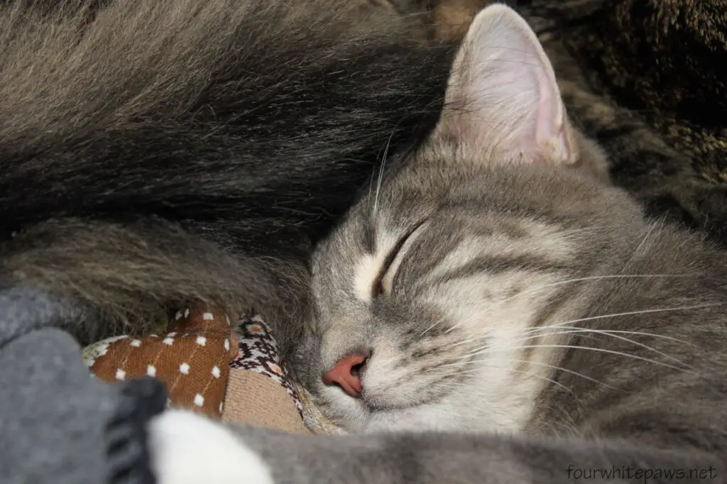 Why Your Cat’s Purr Is Literally Healing You—The Frequency That Repairs Bones