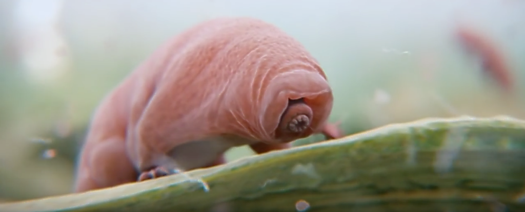 The Animal That Walked Into a Nuclear Reactor and Came Out Stronger