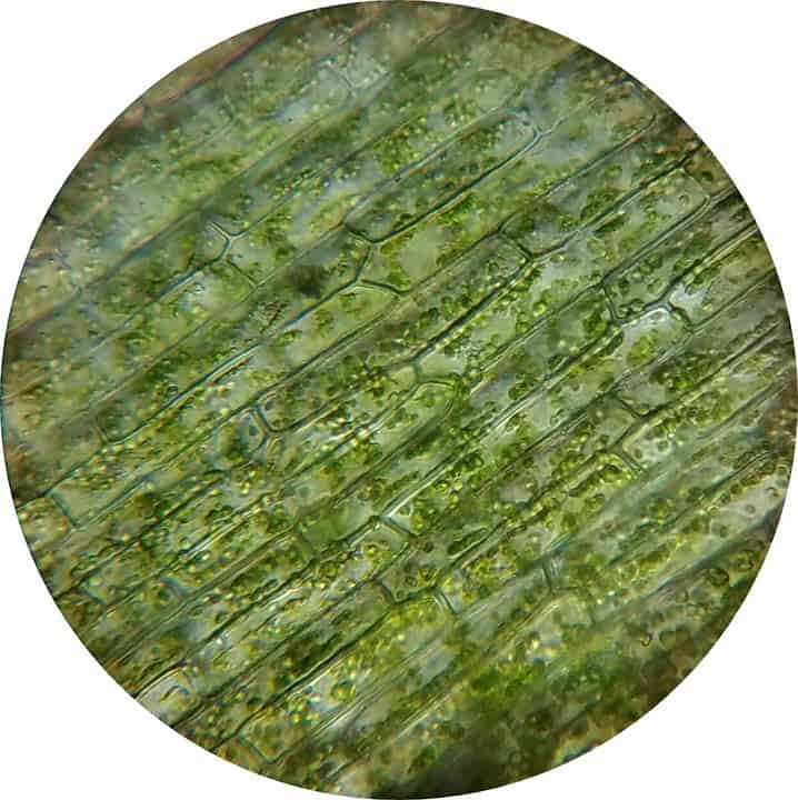 15 Recent Studies That Could Lead to Cures in the Next Decade