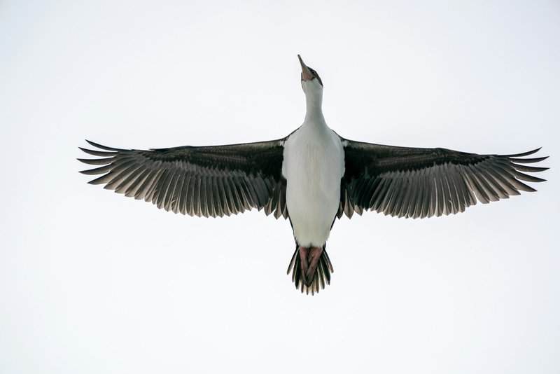 28 Animals With Built-In GPS That Puts Your Phone to Shame