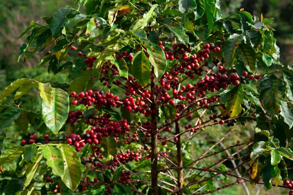 Did You Know Plants Can Do Math? These Species Can Actually Count and Remember Numbers