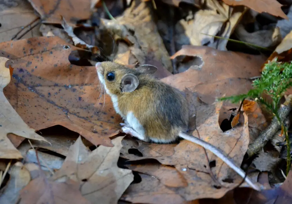 Do Mice Have Hearts of Gold? Studies Show They Can Be “Good Samaritans”