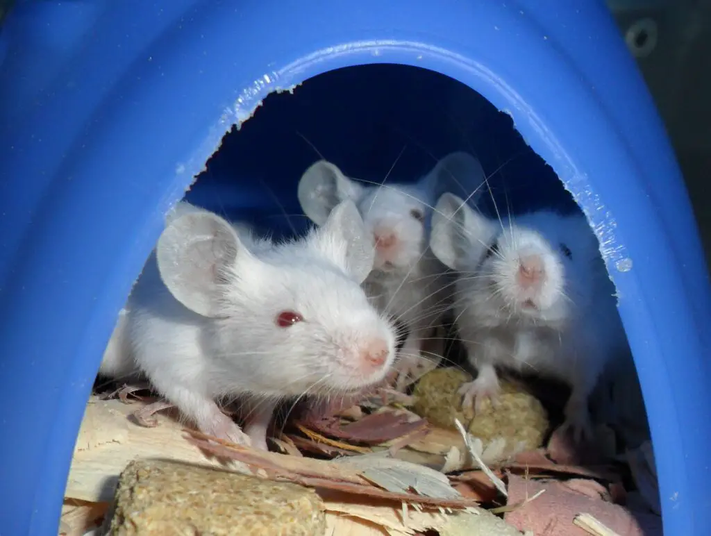 Do Mice Have Hearts of Gold? Studies Show They Can Be “Good Samaritans”