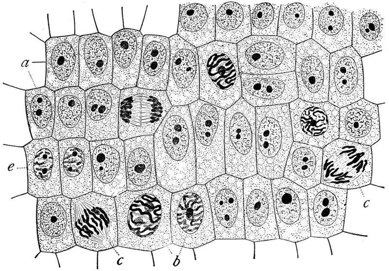 15 Ancient Traits You Still Have From the First Living Cells