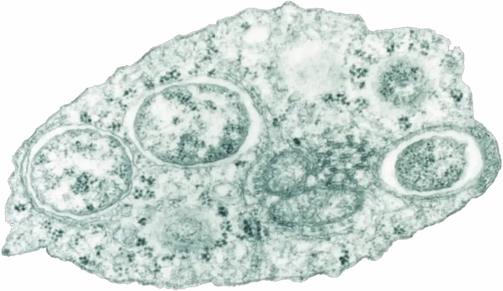 The Zombie Makers: Meet the Parasites That Control Animal Minds