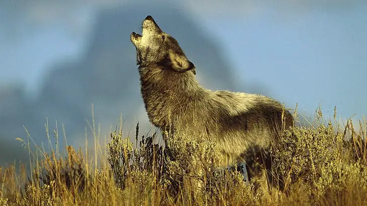 What Happens When You Remove the Alpha: 24 Shocking Pack Dynamics Scientists Discovered
