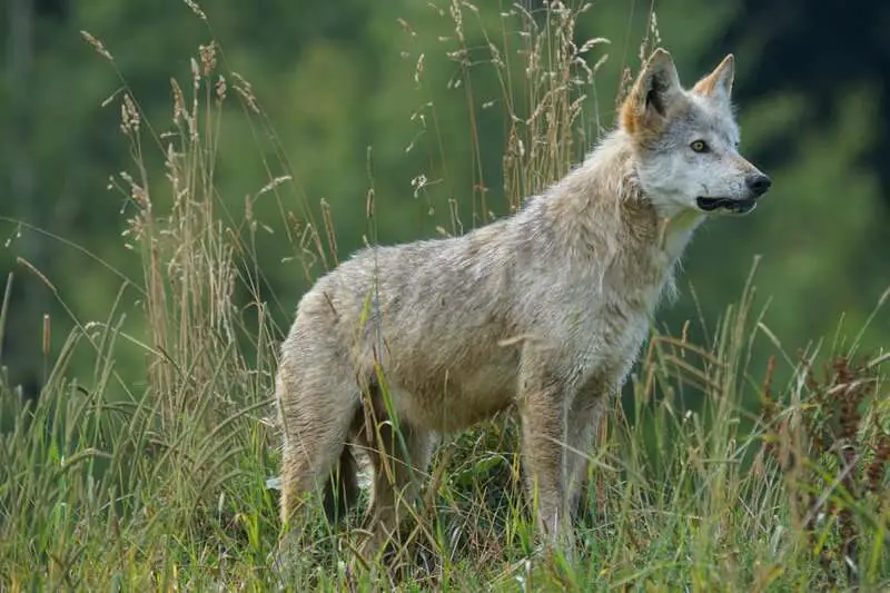 Why Scientists Are Officially Debunking the “Alpha Wolf” Theory—And What It Means for Leadership