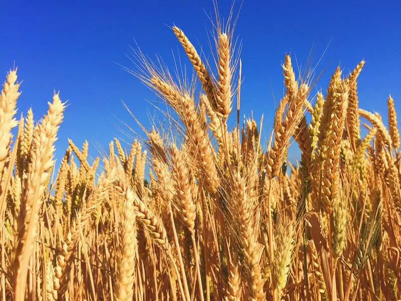 Archaeologists Discover 14,000-Year-Old Bread Remains That Predate Agriculture