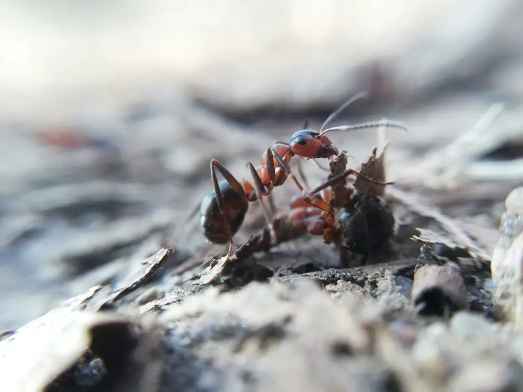 Scientists Just Discovered Blue Ants- and They Are Incredibly Rare
