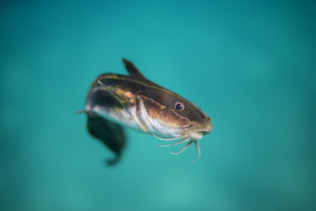 27 New Species Found in Peru’s ‘Human-Dominated’ Rainforest
