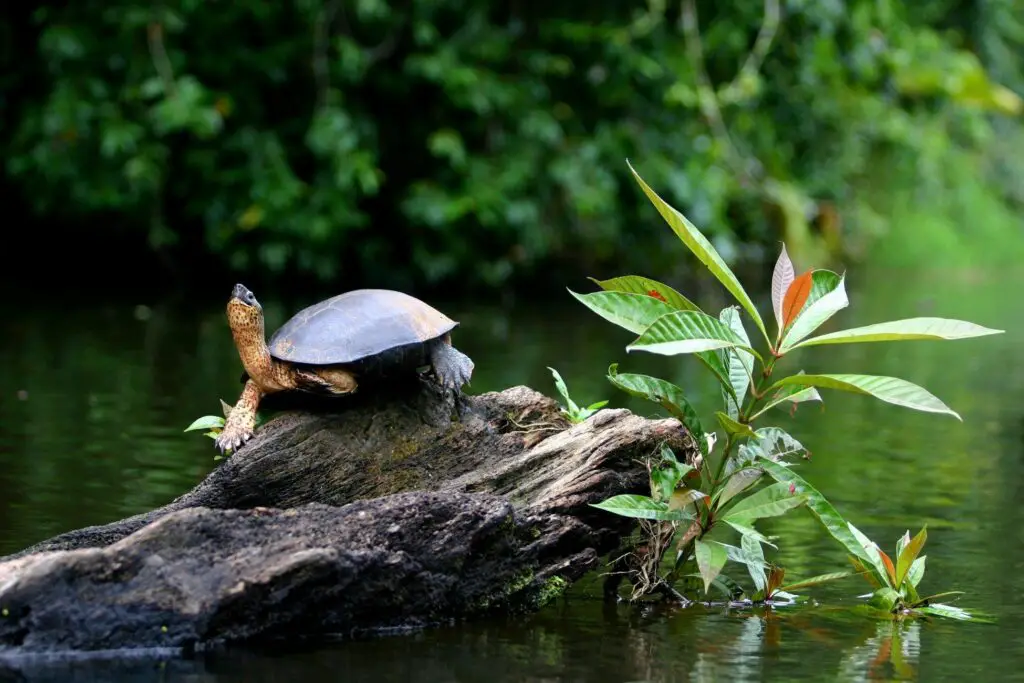 Carbon-Neutral Adventures: How Costa Rica’s Eco-Lodges Are Redefining Responsible Travel