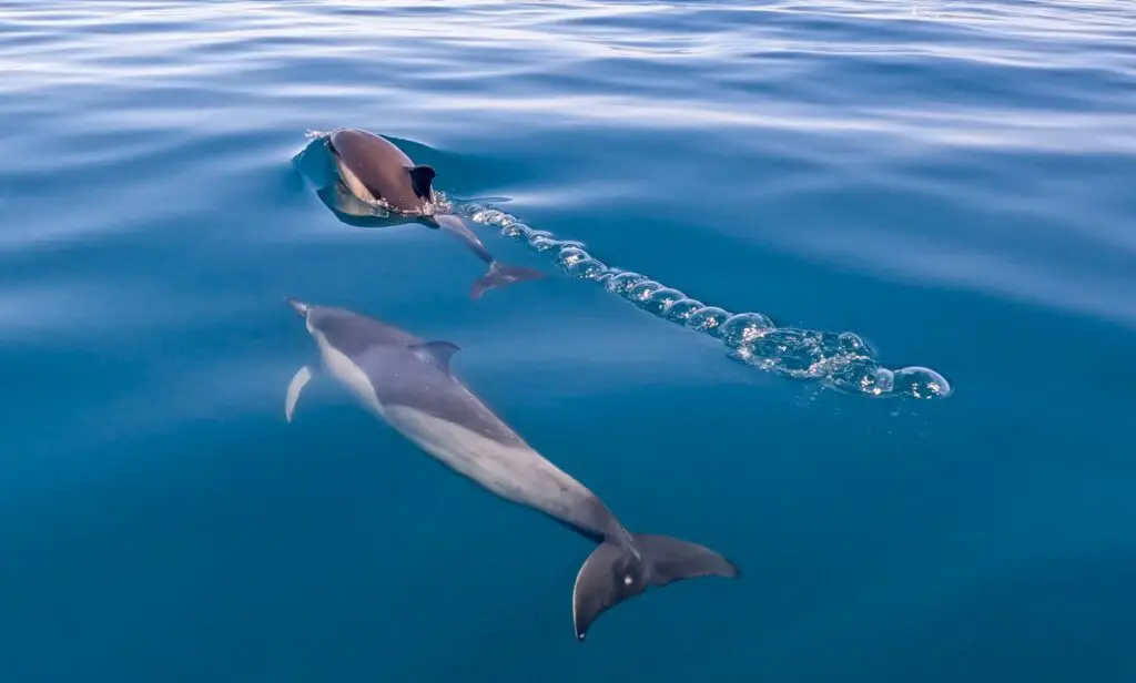 Why Dolphins Are Deliberately Teaching Their Young to Hate Humans