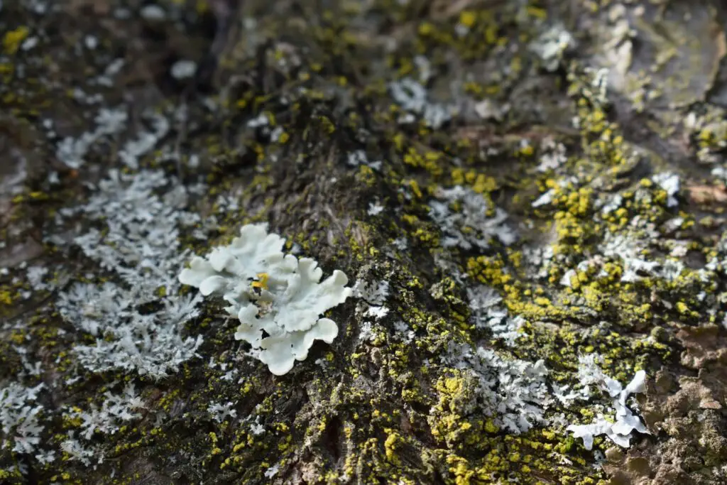 Why Forests Around the World Are Suddenly Glowing at Night