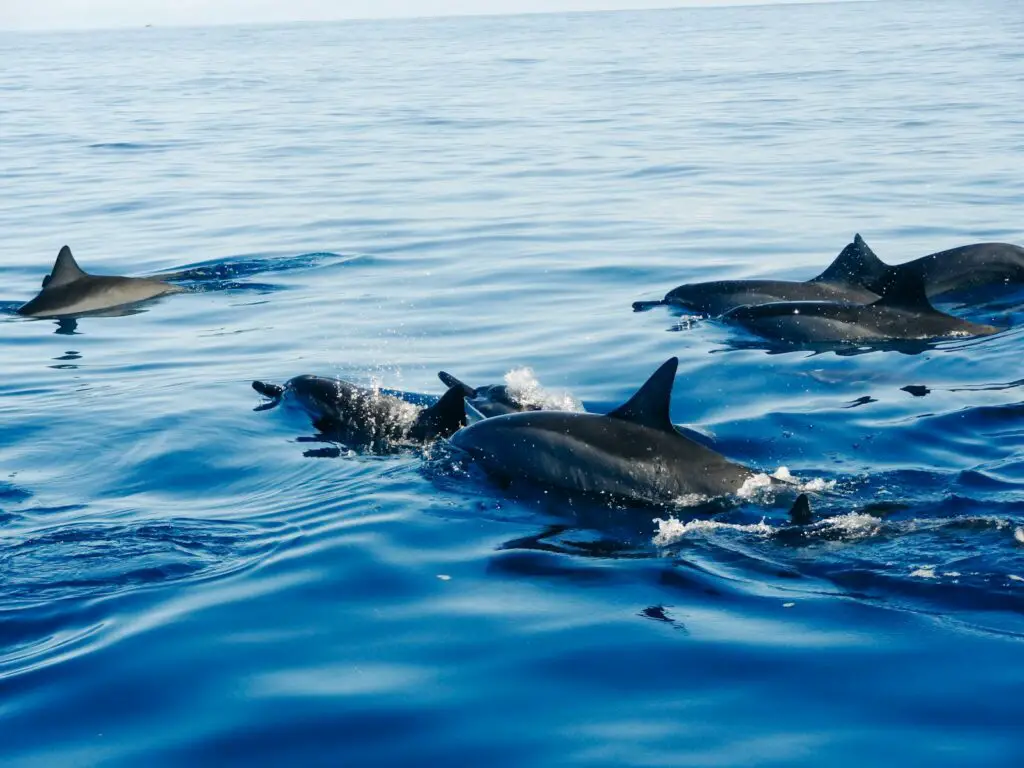 Why Dolphins Are Deliberately Teaching Their Young to Hate Humans