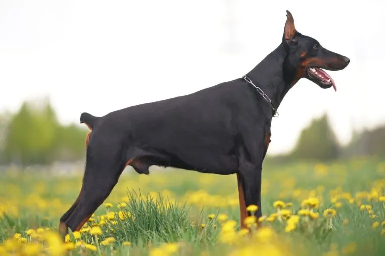 Caudectomia en perros.webp