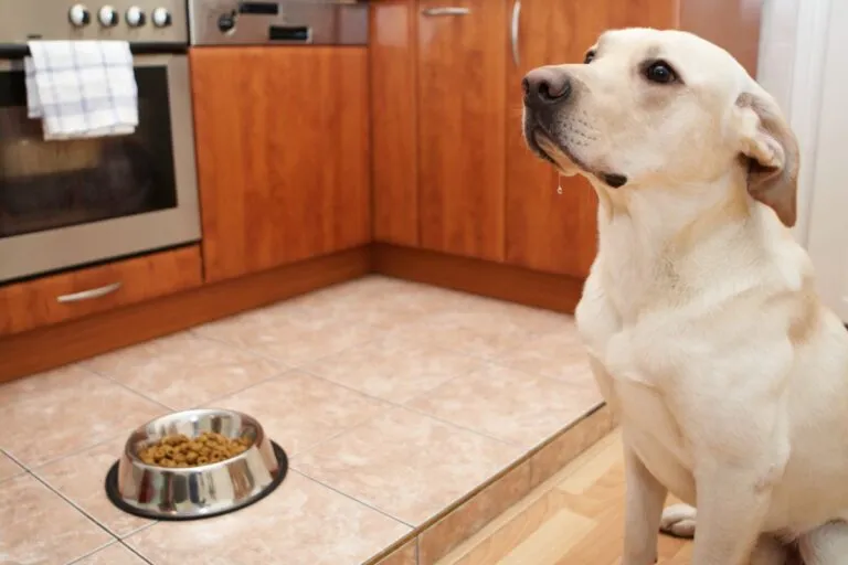 Reflujo en perros.webp