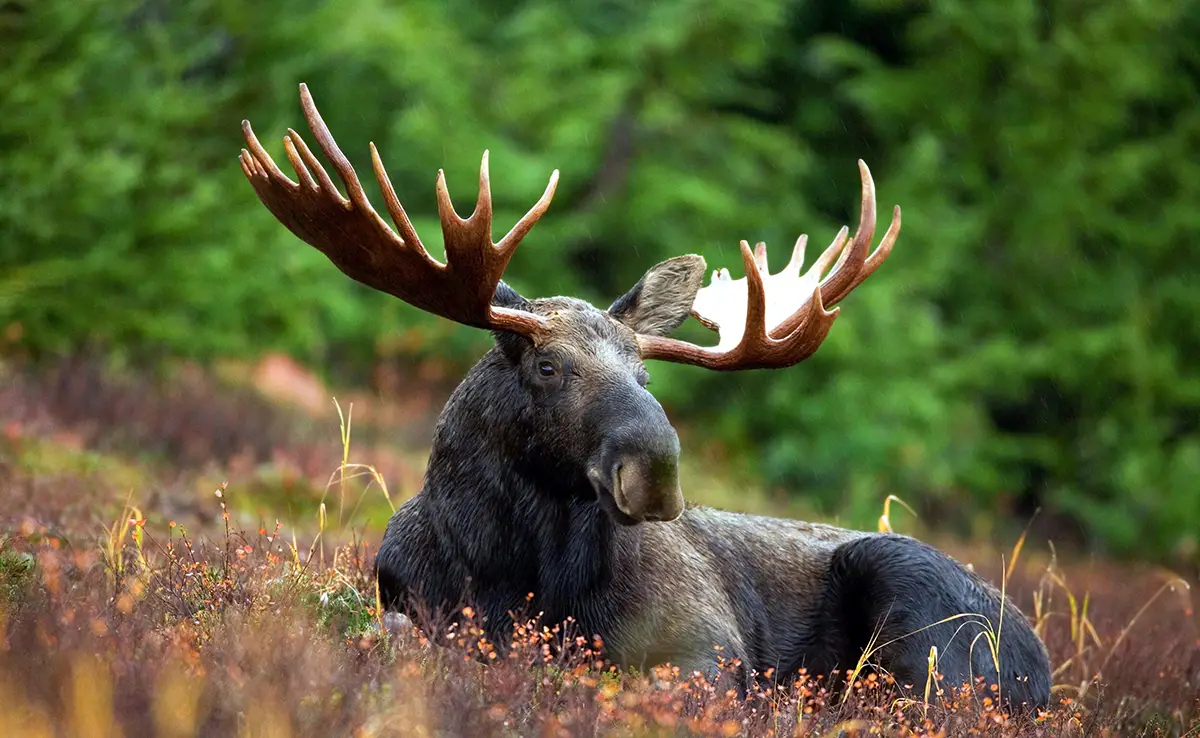 Top 10 emblematischste Tierarten in Kanada!