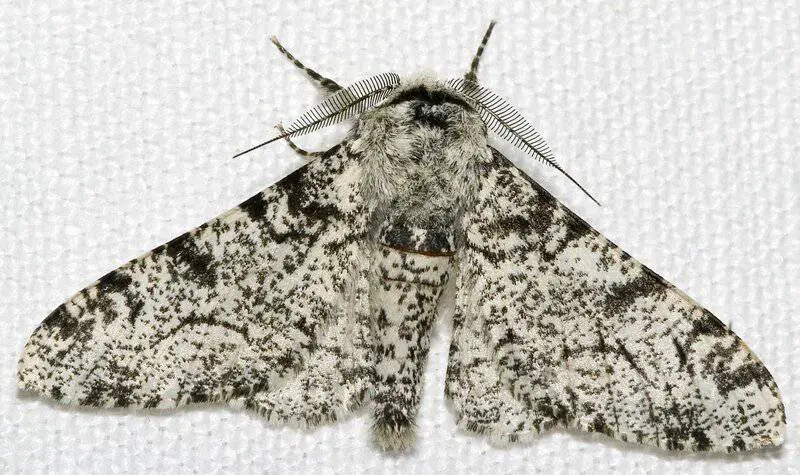 15 Examples of Evolution Happening in Real Time