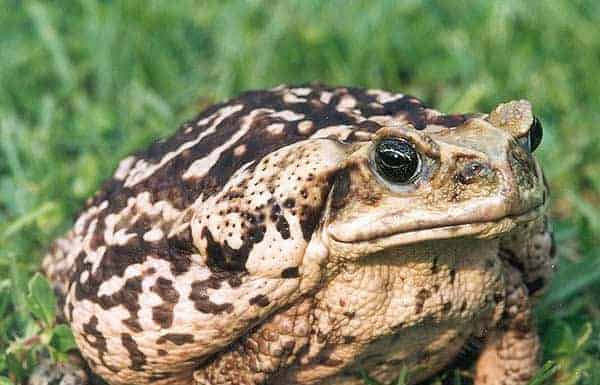 15 Examples of Evolution Happening in Real Time