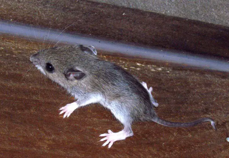 15 Examples of Evolution Happening in Real Time
