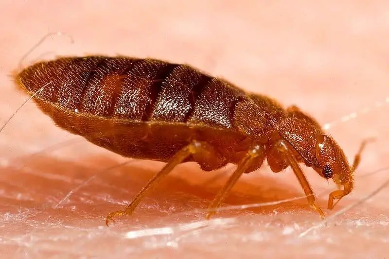 15 Examples of Evolution Happening in Real Time