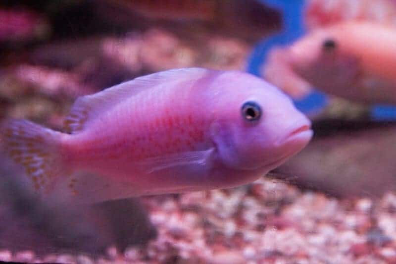 15 Examples of Evolution Happening in Real Time