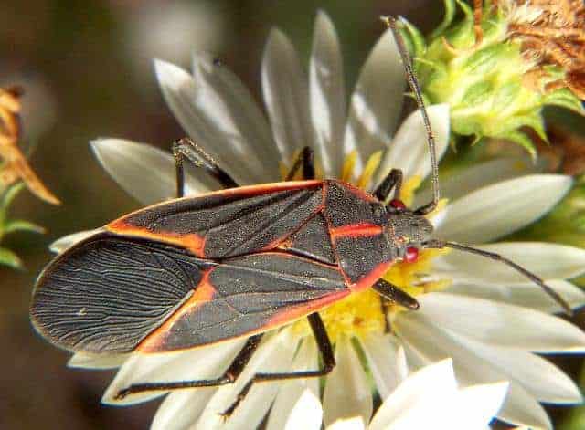 15 Examples of Evolution Happening in Real Time