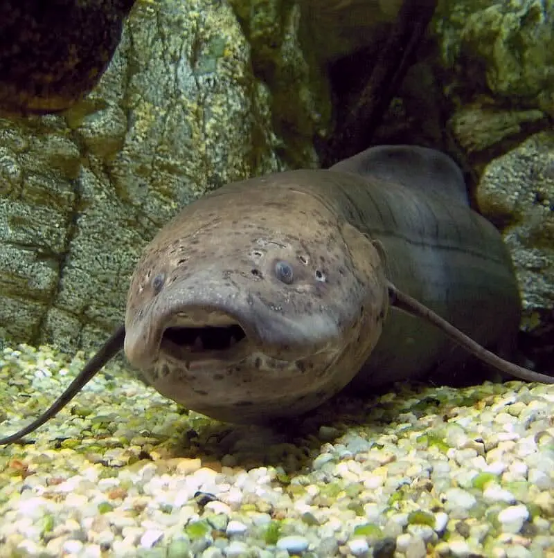 15 Survival Adaptations That Scientists Still Don’t Fully Understand