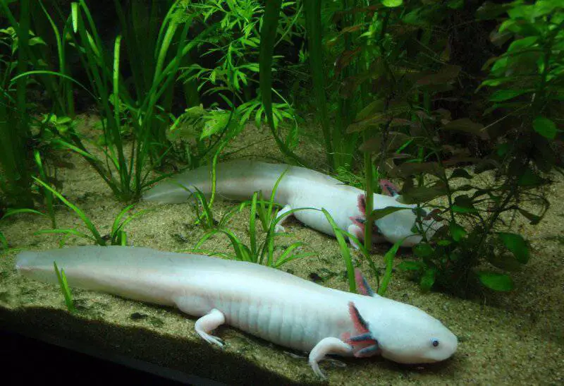 15 Survival Adaptations That Scientists Still Don’t Fully Understand