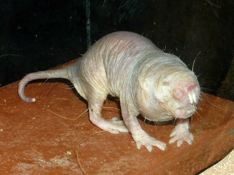 15 Survival Adaptations That Scientists Still Don’t Fully Understand