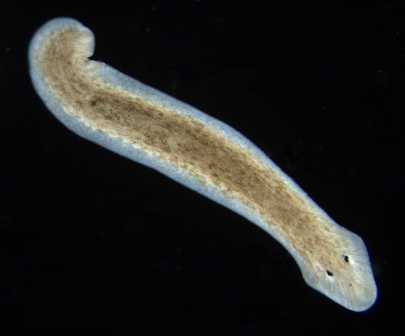 15 Survival Adaptations That Scientists Still Don’t Fully Understand