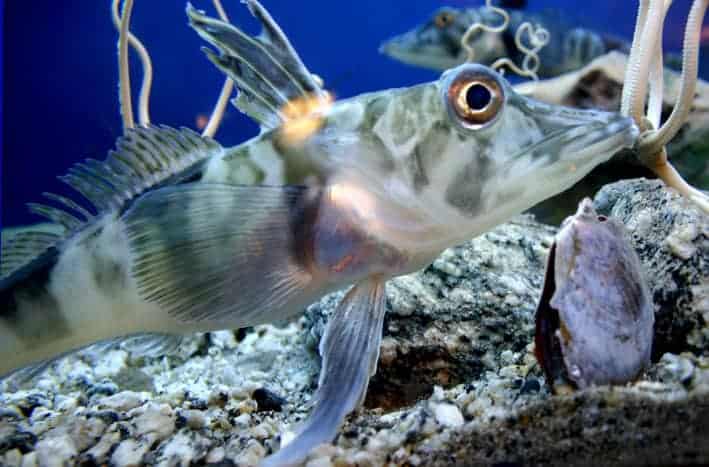 15 Survival Adaptations That Scientists Still Don’t Fully Understand