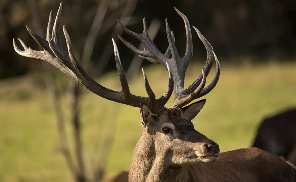 bois cerf 053351 1200 738
