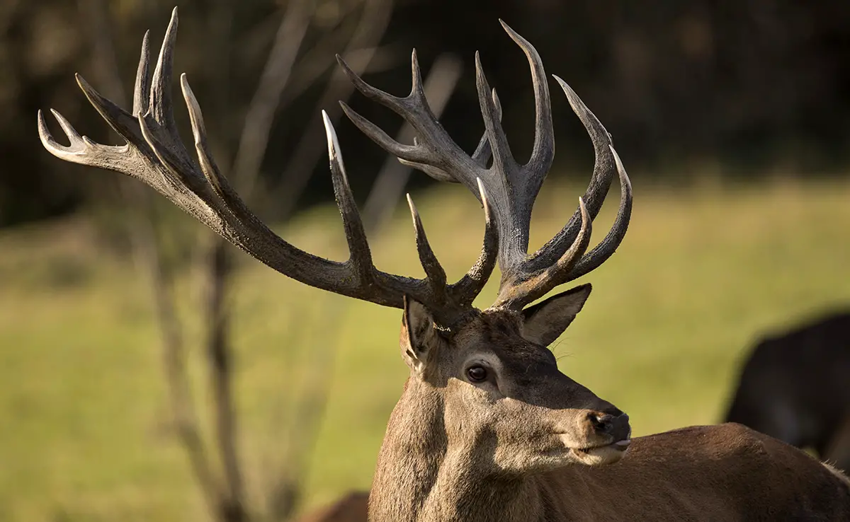 bois cerf 053351 1200 738