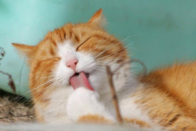 15 Real Scientific Studies You Won’t Believe Got Funded