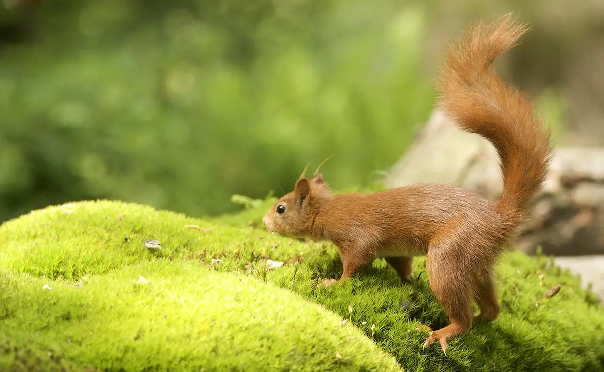 Das Eichhörnchen ist ein beeindruckender Jäger und nicht nur Haselnüsse!