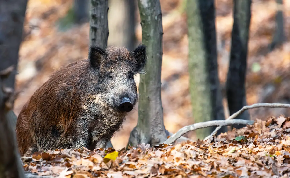 Was ist ein Spiel? Wer definiert Tiere als solche?