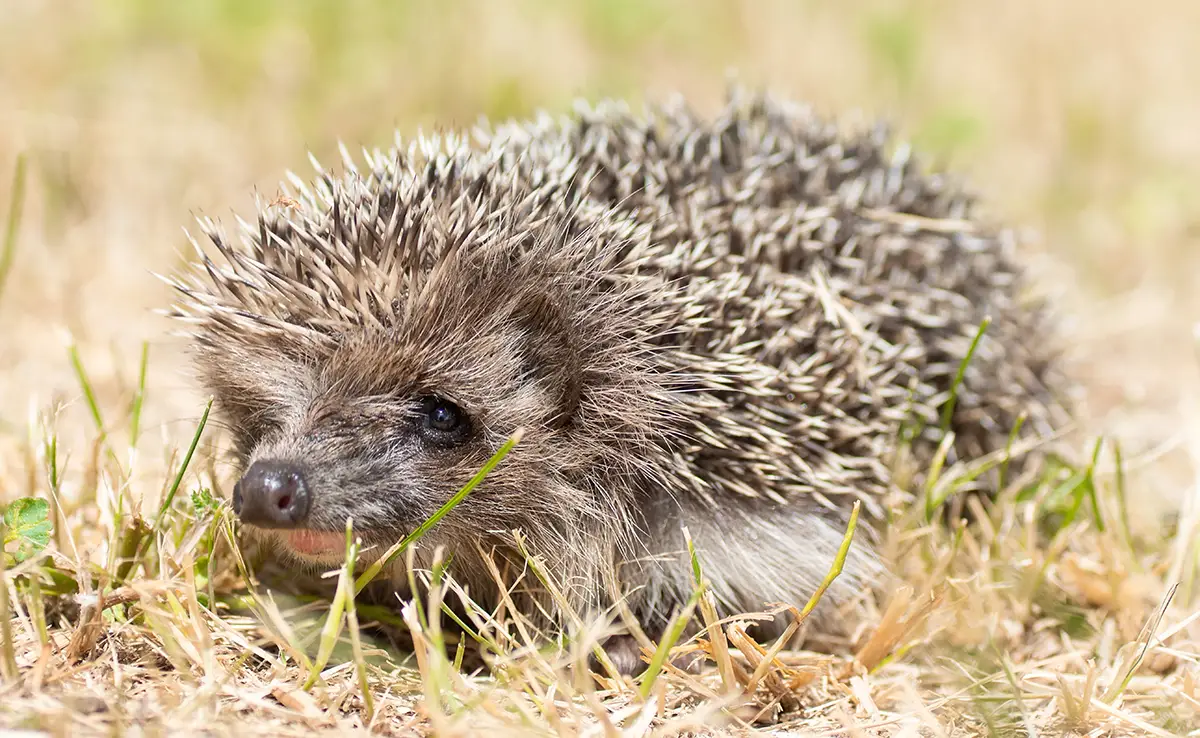 Der Igel ist auch eine spirituelle Kreatur: Welche Symbole? Welche Bedeutungen?