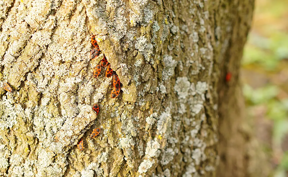 insectes arbre 144718 1200 738