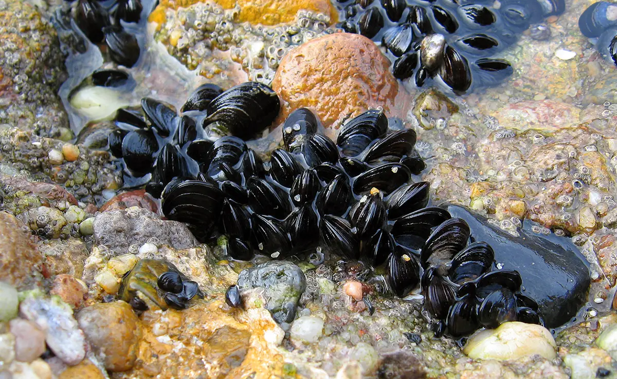 moule commune 062602 1200 738
