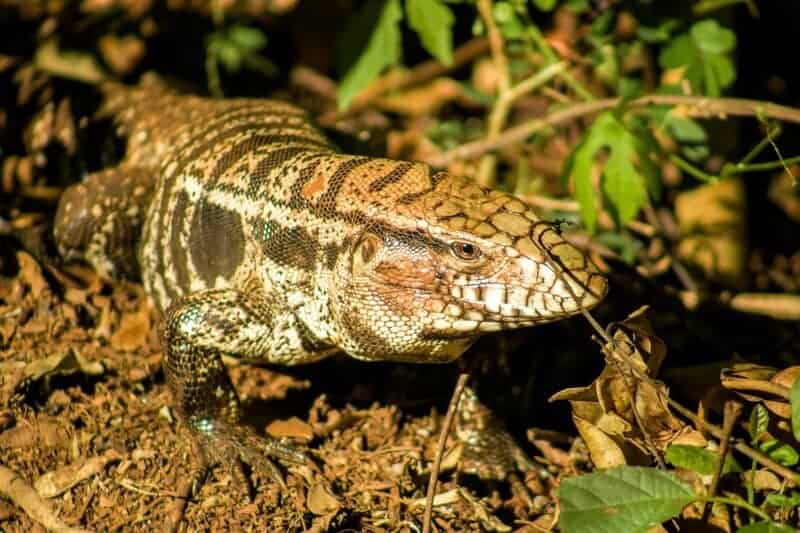 15 Examples of Evolution Happening in Real Time