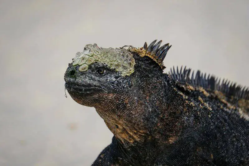 15 Survival Adaptations That Scientists Still Don’t Fully Understand
