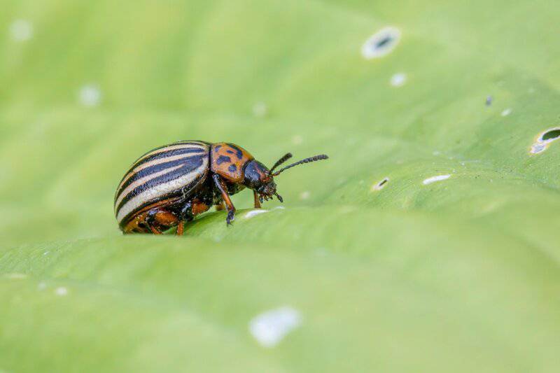 15 Examples of Evolution Happening in Real Time