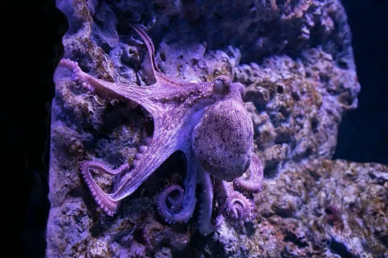 15 Survival Adaptations That Scientists Still Don’t Fully Understand